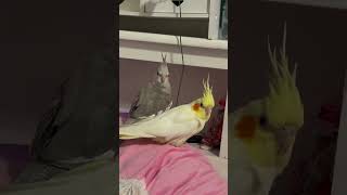 cockatiel birds cockatielbird cockatielsinging cockatielsound parrot pets ytshorts shorts [upl. by Gorga]