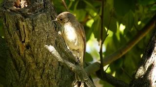 Madárhangok Szürke légykapó Muscicapa striataSpotted flycatcher [upl. by Llenram]