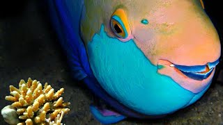 Parrotfish Mosaic Teeth Forms a Parrots Beak [upl. by Ebaj]