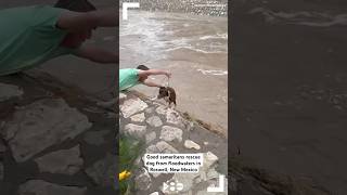 VIDEO Good samaritans rescue dog from floodwaters in Roswell New Mexico [upl. by Elise]