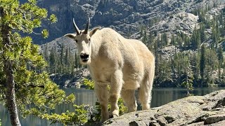 Backpacking The Seven Devils MountainsSheep Lake [upl. by Nimajneb123]