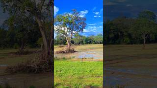 We are living in a Paradise 🇱🇰 🌴 🌞 Sri Lanka paradise nature travel [upl. by Itsud]