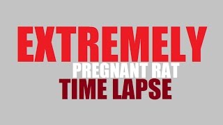 Extremely Pregnant Rat Time Lapse [upl. by Small]