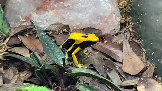 Houston Frogs All About Dendrobates Tinctorius Matecho Dart Frogs [upl. by Meras711]