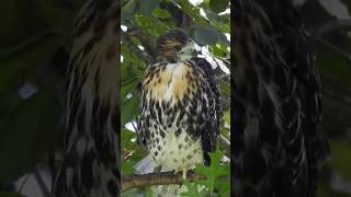 Baby Redtailed Hawk Fledgling birdwatching wildlife [upl. by Barris910]