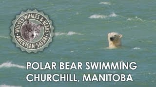 Polar Bear Swimming in Hudson Bay Churchill Manitoba [upl. by Gnof301]