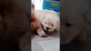 Chow chow puppies doglover chowchowpuppie chowchow puppy chowchowlove chowchowlover [upl. by Saddler824]