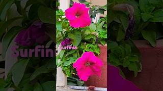 Surfinia Flower Plantbeautifulnatureplantsflowersshortsviraltrendingyoutubeshorts [upl. by Aniretak]