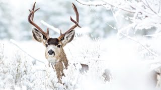 Winter Pastorale 6 LullabyAbraham Mulder [upl. by Nanreh826]