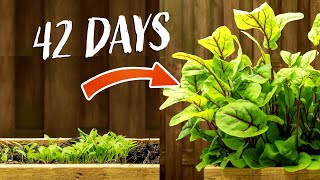 Growing Rumex Sanguineus  42 Days Time Lapse [upl. by Assilem]