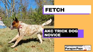 Fetch Trick Dog Tutorial [upl. by Squires]