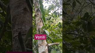 TUMBUHAN VANILI Vanila planifolia [upl. by Atazroglam653]