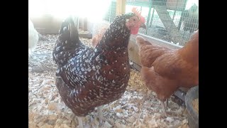 Comparing Older and Youger Speckled Sussex chickens [upl. by Akir]