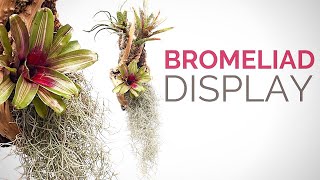 Make a hanging Bromeliad display [upl. by Llebanna]