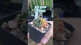 New Gymnocalycium mihanovichii variegata from Dark Side Cactus cactus variegated [upl. by Ahsad]