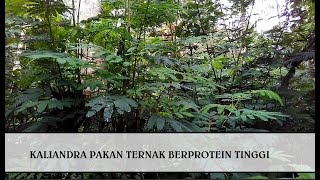 Kaliandra Pakan Ternak Berprotein Tinggi Mudah Untuk di Tanam [upl. by Paz]