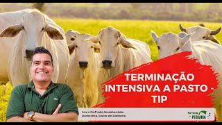 Curso Terminação intensiva a pasto TIP [upl. by Gipson]