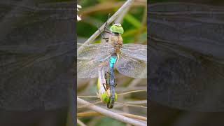 two dragonflies mating shorts wildlife insects nature [upl. by Jobye81]