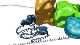 mRNA splicing [upl. by Noll]