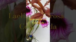 Não cansa de ser linda vc sabia qui a laelia tenebrosa é uma espécie orquídeas laelia [upl. by Estus988]