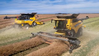 Harvesting Canola  3 New Holland 1090 Combines  Fairfield Farms [upl. by Bronny326]