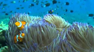 Diving Tufi Fiords  Papua New Guinea 2015 [upl. by Nahsin284]