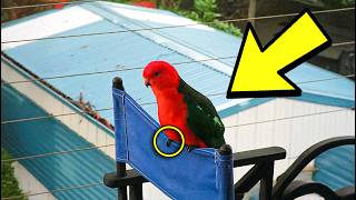 Parrot Visits Man’s Balcony and SCREAMS quotHelp Mequot—He Immediately Calls 911 [upl. by Okeim]