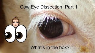 Cow Eye Dissection Part 1 Whats in the Box anatomy and physiology lesson [upl. by Pandolfi]