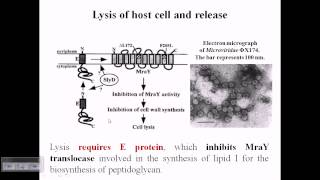 Release of Phi X174 bacteriophage [upl. by Dessma615]