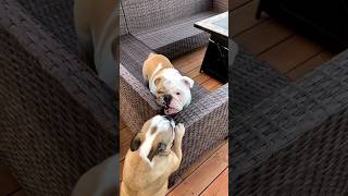 two bulldogs fighting 😂 shorts bulldog funny [upl. by Erej64]