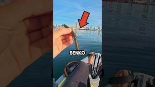 NED Rig Senko In Saltwater fishingvideo fish [upl. by Chrissa]