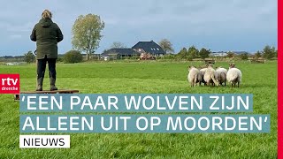 Eindelijk winst voor FC Emmen amp Zorg om wolf domineert tijdens wedstrijd schapendrijven  Drenthe Nu [upl. by Ronny]