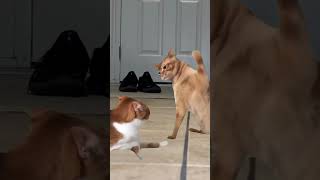 funny comedy cats slapping [upl. by Anauqes]