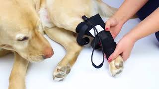 How to Help a Choking Dog  Smaller Dogs  First Aid for Pets [upl. by Yrrat]