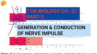 Class 11 BiologyCh21 Part3Generation amp conduction of nerve impulseStudy with Farru [upl. by Krasnoff]