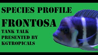 Species Profile Cyphotilapia Frontosa Tank Talk Presented by KGTropicals [upl. by Tenaej]