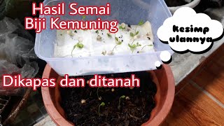 KESIMPULAN SEMAI BIJI KEMUNING DIKAPAS  DITANAH [upl. by Jolene]