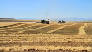 Harvesting Wheat with DeBruycker Charolais Top Charolais cattle amp bull breeders [upl. by Anawak]