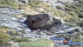 Nutria at Aquarena Springs San Marcos Texas [upl. by Dlawso199]