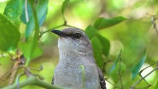 Mockingbird song [upl. by Smail]