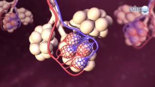 Biología El oxígeno y la respiración [upl. by Rehpotsrik]