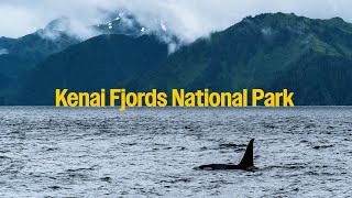 Kenai Fjords National Park Alaska Witness Whales Seals and Glaciers Up Close [upl. by Fritz]