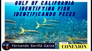 Golfo de California Identificando Peces 2 Identifying fish [upl. by Soren]