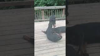 ROTTWEILERS LAZIEST DOG FIGHT EVER 😂 [upl. by Nesyla]