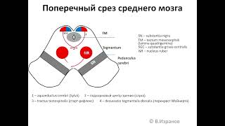 Mesencephalon Запись 2023 05 03 13 54 08 [upl. by Gaal327]