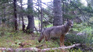 Nova Scotia Wildlife 2024 [upl. by Griff588]