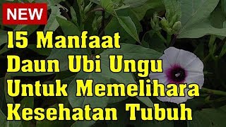 15 Manfaat Daun Ubi Ungu Untuk Memelihara Kesehatan Tubuh [upl. by Stephie82]