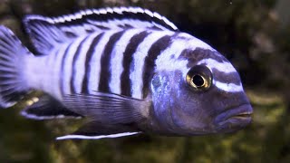 Blue Bar Malawi Mbuna Cichlids In Crazy Real 4K HDR  African Cichlid Fish [upl. by Ynnohj]