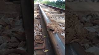 He escaped just in time when the train arrivedtrainshortvideochallenge [upl. by Norton]