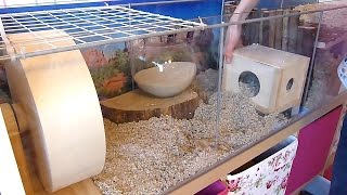 How To Set Up a Gerbil Cage [upl. by Carlotta]